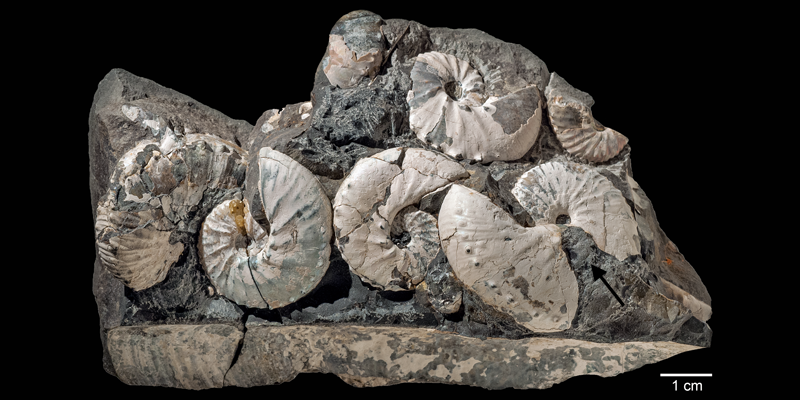 Assemblage of <i>Hoploscaphites sargklofax</i> the Pierre Shale of Meade County, South Dakota (AMNH 63552-63555). Modified from Fig. 5 in Landman et al. (2015) in American Museum Novitates no. 3833. Used with permission.