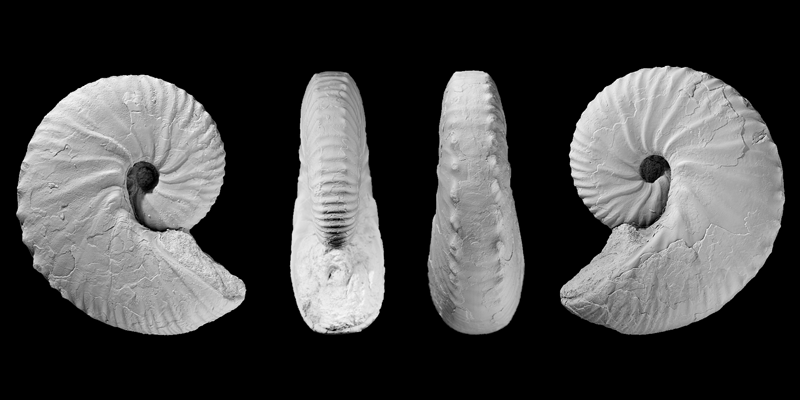 <i>Hoploscaphites sargklofax</i> microconch from the Pierre Shale of Weston County, Wyoming (AMNH 63574). Modified from Figs 18a-d in Landman et al. (2015) in American Museum Novitates no. 3833. Used with permission.