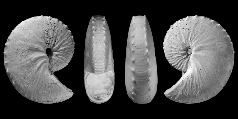 Holotype of <i>Hoploscaphites sargklofax</i> from the Bearpaw Shale of McCone County, Montana (USNM 605788). Modified from Figs 11a-d in Landman et al. (2015) in American Museum Novitates no. 3833. Used with permission.