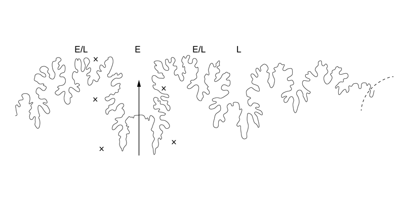 Suture pattern of <i>Hoploscaphites sargklofax</i> (from holotype, USNM 605788). Modified from Figs 17b in Landman et al. (2015) in American Museum Novitates no. 3833. Used with permission.