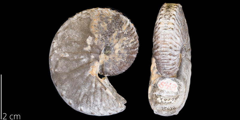 <i> Hoploscaphites sargklofax </i> from the Maastrichtian Pierre Shale Fm. of Niobrara County, Wyoming (YPM 35638).