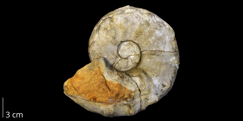 Paratype of <i>Morrowites wingi</i> from the Cenomanian to Turonian Greenhorn Limestone of Republic County, Kansas (KUMIP 286265).