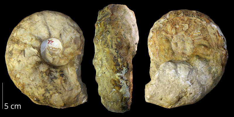 Holotype of <i>Morrowites wingi</i> from the Cenomanian to Turonian Greenhorn Limestone of Cloud County, Kansas (KUMIP 286266).