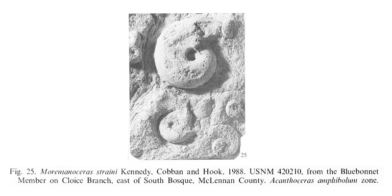 Specimens of <i>Moremanoceras straini</i> from the Lake Waco Formation (Blue Bonnet Member) of McLennan County, Texas. See original caption for additional details. Image modified from pl. 1, fig. 25 in Kennedy and Cobban (1990a in <i>Palaeontology</i>), made available through Biodiversity Heritage Library via a CC BY-NC-SA 4.0 license.