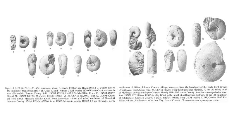 Specimens of <i>Moremanoceras straini</i>. See original caption for additional details. Image modified from pl. 2 in Kennedy and Cobban (1990a in <i>Palaeontology</i>), made available through Biodiversity Heritage Library via a CC BY-NC-SA 4.0 license.