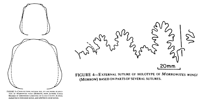 <i> Morrowites wingi </i> Cobban and Hook 1983 Figure 3-4.