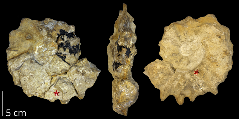 Holotype of <i>Pseudaspidoceras cornucostale</i> from the Cenomanian to Turonian Greenhorn Limestone of Republic County, Kansas (KUMIP 286267).