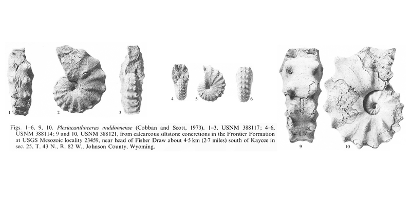 Specimens of <i>Acanthoceras muldoonense</i>. See original caption for additional details. Image modified from pl. 16, figs 1-6 and 9, 10 in Kennedy and Cobban (1990a in <i>Palaeontology</i>), made available through Biodiversity Heritage Library via a CC BY-NC-SA 4.0 license.