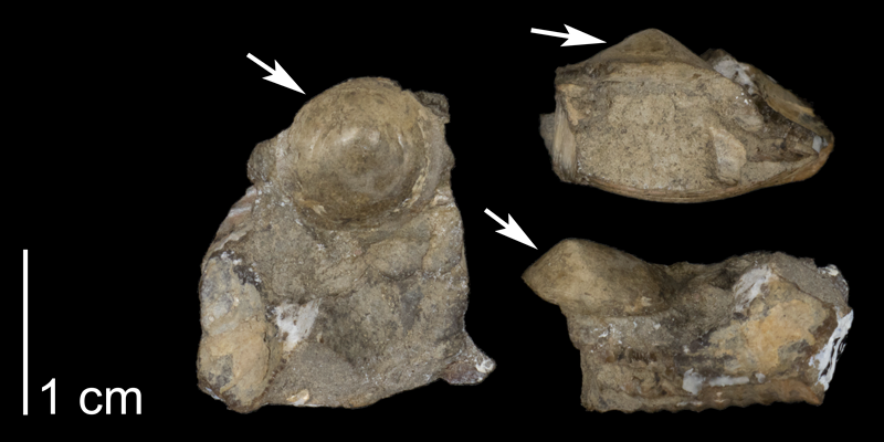 <i> Acmaea parva </i> from the Late Cretaceous Pierre Shale Fm. of Meade County, South Dakota (FHSMIP 1329).