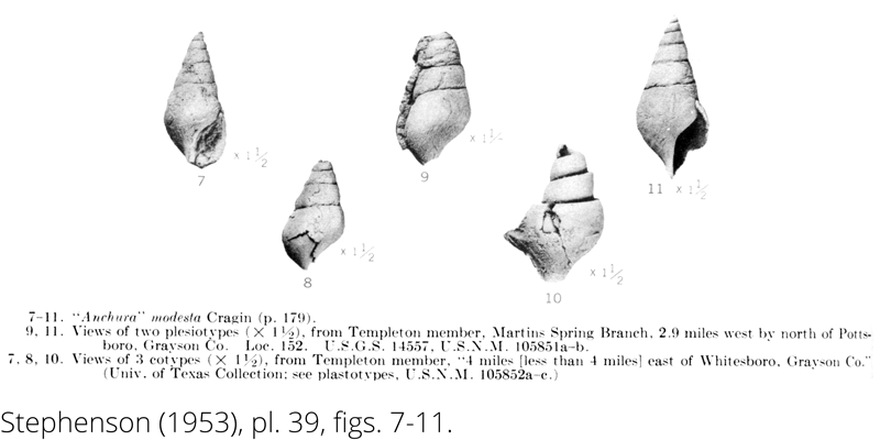 <i> Anchura modesta </i> from the Cenomanian Woodbine Fm. of Texas (Stephenson 1953).