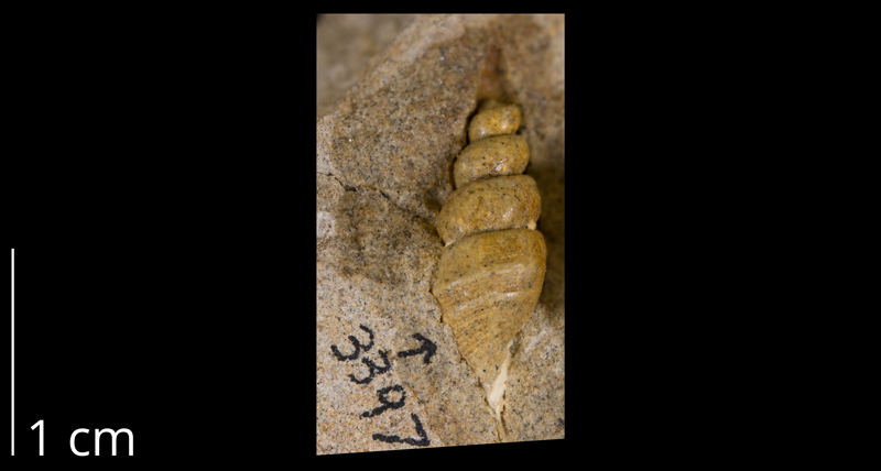 <i>Anchura nebrascensis</i> from the Spring Creek - Lay section of Moffat County, Colorado (YPM 339719).