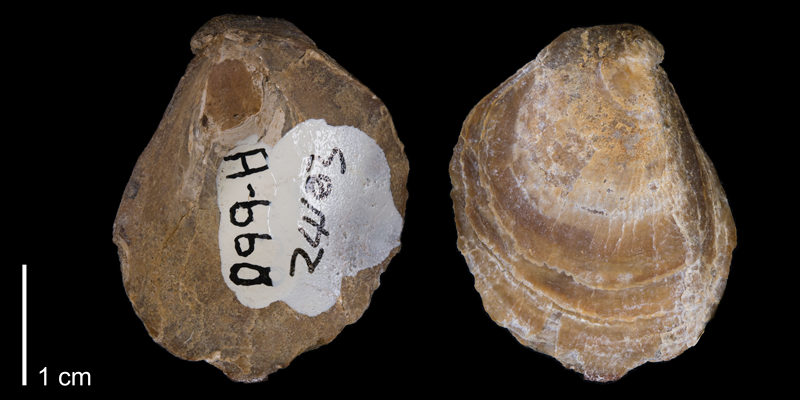 <i>Anomia gryphorhyn</i> from the Maastrichtian Hell Creek Fm. of Ziebach County, South Dakota (YPM 24103).