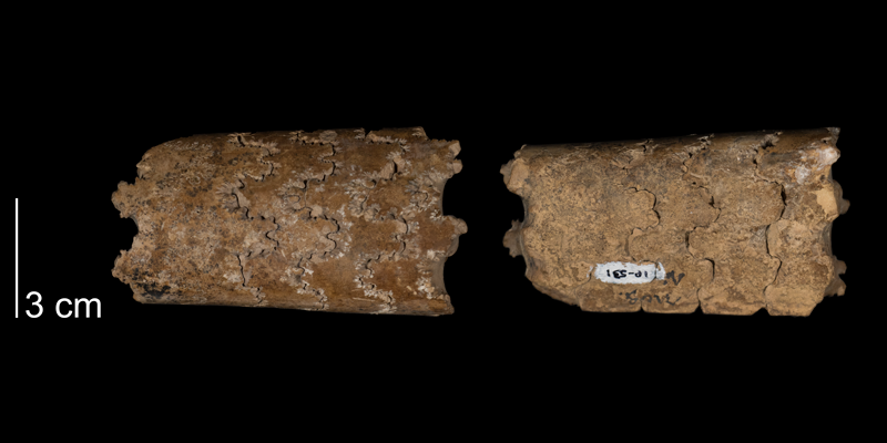 <i>Baculites asperformis</i> from the Greenhorn Formation of Smith County, Kansas (FHSMIP 531).