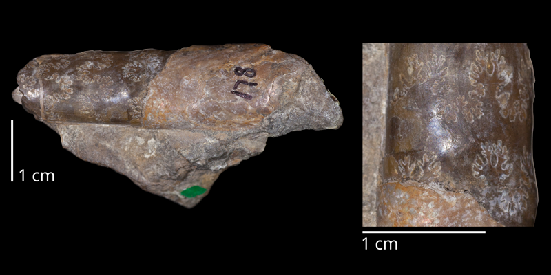 Holotype of <i>Baculites asperformis</i> (USNM 178a). Original unmodified images provided by courtesy of the Smithsonian NMNH and adapted and presented here under a Creative Commons BY-NC 4.0 license (NMNH GUID http://n2t.net/ark:/65665/38d1a0018-c7b1-4afd-b0da-ce1eabefe2ab).