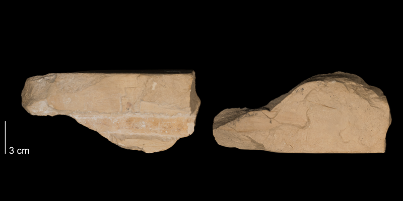 <i> Baculites codyensis </i> from the Niobrara Fm. of Rooks County, Kansas (FHSMIP 1468).