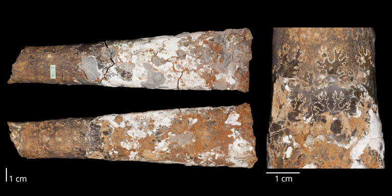 Holotype of <i>Baculites gregoryensis</i> (USNM 106987). Original unmodified images provided by courtesy of the Smithsonian NMNH and adapted and presented here under a Creative Commons BY-NC 4.0 license (NMNH GUID http://n2t.net/ark:/65665/3cec1105d-09ac-4811-b027-7fce3304b6c0).