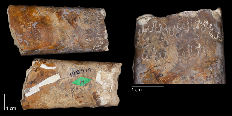 Holotype of <i>Baculites perplexus</i> (USNM 108914). Original unmodified images provided by courtesy of the Smithsonian NMNH and adapted and presented here under a Creative Commons BY-NC 4.0 license (http://n2t.net/ark:/65665/369504f43-68cd-4abd-9eac-61f26a9b0fd6).