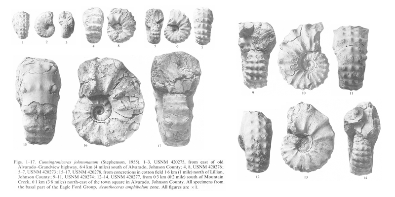 Specimens of <i>Cunningtoniceras johnsonanum</i>. See original caption for additional details. Image modified from pl. 10 in Kennedy and Cobban (1990a in <i>Palaeontology</i>), made available through Biodiversity Heritage Library via a CC BY-NC-SA 4.0 license.