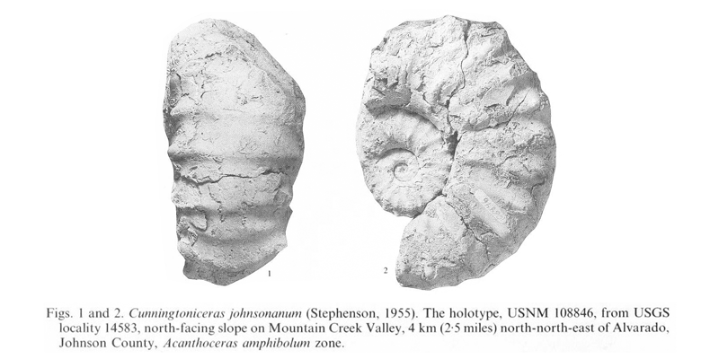 Holotype of <i>Cunningtoniceras johnsonanum</i> (USNM 108846). See original caption for additional details. Image modified from pl. 11, figs 1 and 2 in Kennedy and Cobban (1990a in <i>Palaeontology</i>), made available through Biodiversity Heritage Library via a CC BY-NC-SA 4.0 license.