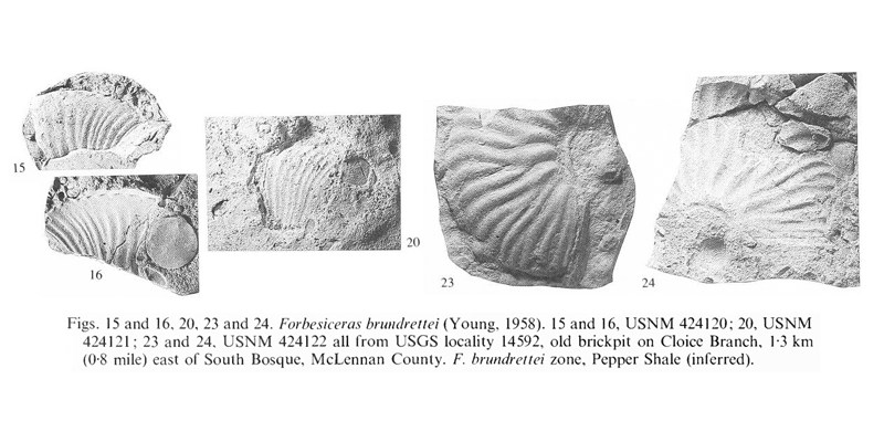 Specimens of <i>Forbesiceras brundrettei</i> from the Pepper Shale (<i>F. brundrettei</i> zone of McLennan County, Texas. See original caption for additional details. Image modified from pl. 1, figs 15, 16, 20, 23, and 24 in Kennedy and Cobban (1990a in <i>Palaeontology</i>), made available through Biodiversity Heritage Library via a CC BY-NC-SA 4.0 license.