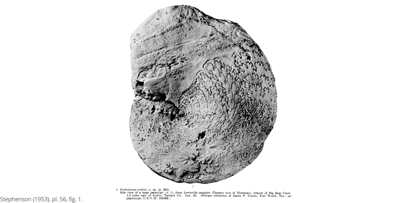 <i> Forbesiceras conlini </i> from the Cenomanian Woodbine Fm. of Texas (Stephenson 1953).