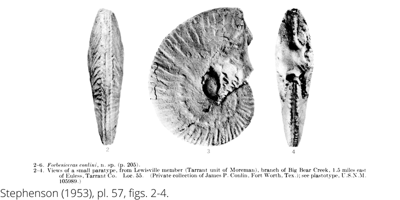 <i> Forbesiceras conlini </i> from the Cenomanian Woodbine Fm. of Texas (Stephenson 1953).