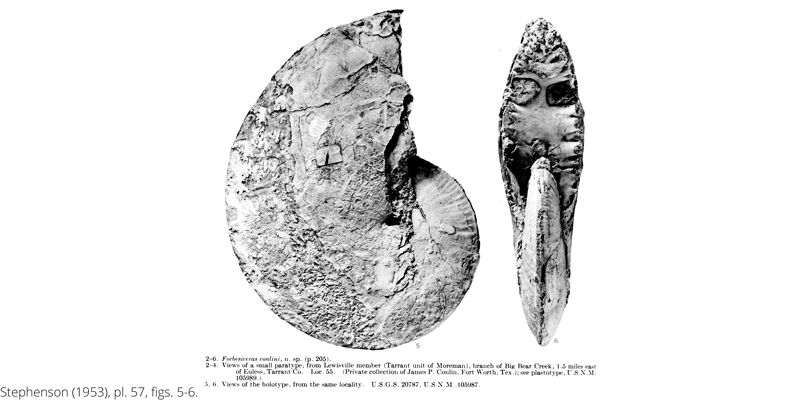 <i> Forbesiceras conlini </i> from the Cenomanian Woodbine Fm. of Texas (Stephenson 1953).