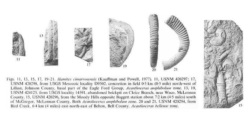 Specimens of <i>Hamites cimarronensis</i>. See original caption for additional details. Image modified from pl. 15, figs 11, 13, 15, 17, and 19-21 in Kennedy and Cobban (1990a in <i>Palaeontology</i>), made available through Biodiversity Heritage Library via a CC BY-NC-SA 4.0 license.