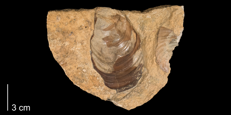 <i>Inoceramus cuvieri</i> from the Greenhorn Limestone (Jetmore Member) of Russell County, Kansas (FHSM 1768).