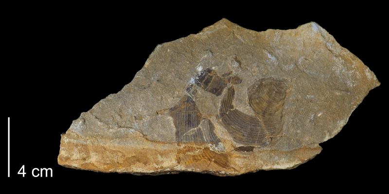 <i>Inoceramus cuvieri</i> from the Greenhorn Formation (Pfeifer Member) of Russell County, Kansas (FHSMIP 1770).