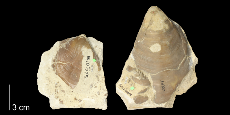 <i>Inoceramus cuvieri</i> from the Carlile Shale (Fairport Member) of Ellis County, Kansas (KUMIP 58905).