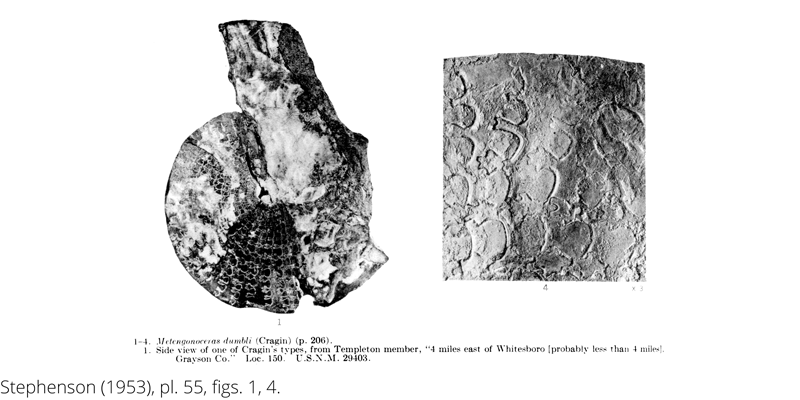 <i> Metengonoceras dumbli </i> from the Cenomanian Woodbine Fm. of Texas (Stephenson 1953).