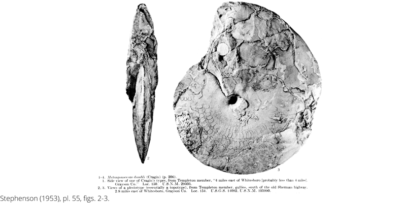 <i> Metengonoceras dumbli </i> from the Cenomanian Woodbine Fm. of Texas (Stephenson 1953).