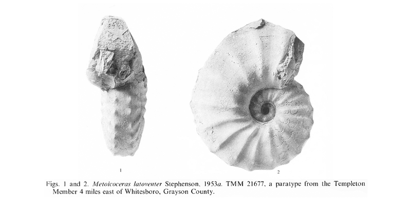 Specimen of <i>Metoicoceras latoventer</i>. See original caption for additional details. Image modified from pl. 17, figs 1, 2 in Kennedy and Cobban (1990a in <i>Palaeontology</i>), made available through Biodiversity Heritage Library via a CC BY-NC-SA 4.0 license.