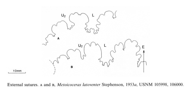 Suture pattern of <i>Metoicoceras latoventer</i>. See original caption for additional details. Image modified from text-fig. 24a, b in Kennedy and Cobban (1990a in <i>Palaeontology</i>), made available through Biodiversity Heritage Library via a CC BY-NC-SA 4.0 license.