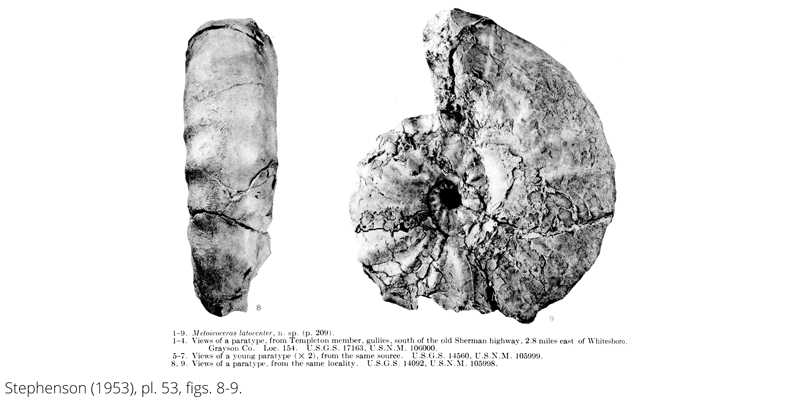 <i> Metoicoceras latoventer </i> from the Cenomanian Woodbine Fm. of Texas (Stephenson 1953).