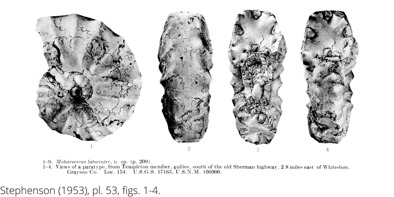 <i> Metoicoceras latoventer </i> from the Cenomanian Woodbine Fm. of Texas (Stephenson 1953).