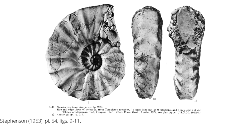 <i> Metoicoceras latoventer </i> from the Cenomanian Woodbine Fm. of Texas (Stephenson 1953).