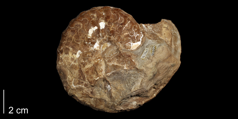 <i>Metoicoceras swallovi</i> from the Turonian Mancos Shale (Semilla Sandstone Member) of Sandoval County, New Mexico (KUMIP 150805).