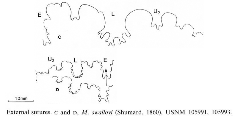 Suture pattern of <i>Metoicoceras swallovi</i>. See original caption for additional details. Image modified from text-figs 24c, d in Kennedy and Cobban (1990a in <i>Palaeontology</i>), made available through Biodiversity Heritage Library via a CC BY-NC-SA 4.0 license.