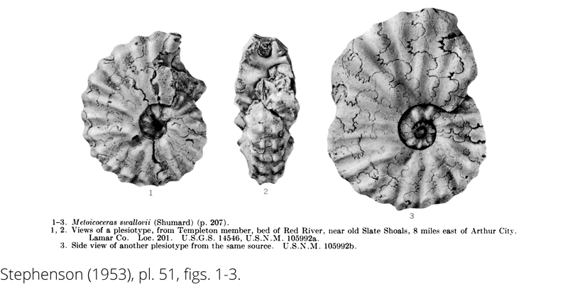 <i> Metoicoceras swallovi </i> from the Cenomanian Woodbine Fm. of Texas (Stephenson 1953).