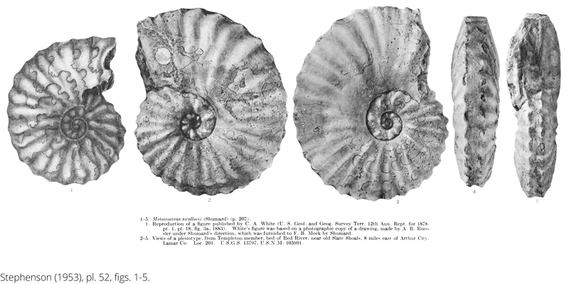 <i> Metoicoceras swallovi </i> from the Cenomanian Woodbine Fm. of Texas (Stephenson 1953).