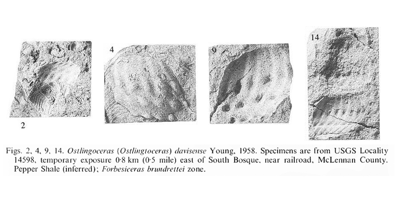 Specimens of <i>Mariella davisense</i> (as <i>Ostlingoceras davisense</i>). See original caption for additional details. Image modified from pl. 15, figs. 2, 4, 9, and 14 in Kennedy and Cobban (1990a in <i>Palaeontology</i>), made available through Biodiversity Heritage Library via a CC BY-NC-SA 4.0 license.