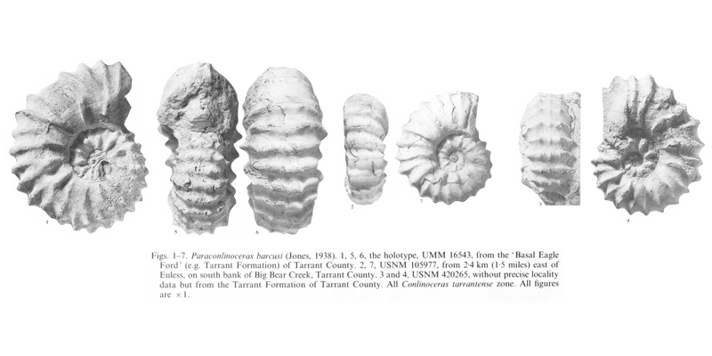 Specimens of <i>Paraconlinoceras barcusi</i>. See original caption for additional details. Image modified from pl. 8 in Kennedy and Cobban (1990a in <i>Palaeontology</i>), made available through Biodiversity Heritage Library via a CC BY-NC-SA 4.0 license.