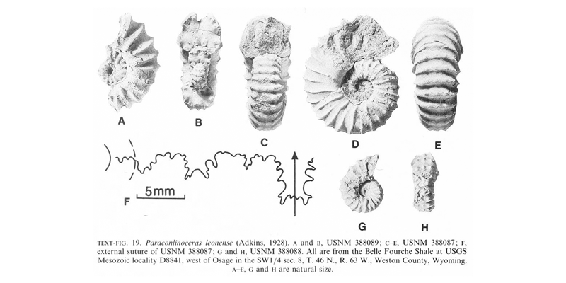 Specimens of <i>Paraconlinoceras leonense</i>. See original caption for additional details. Image modified from text-fig 19 in Kennedy and Cobban (1990a in <i>Palaeontology</i>), made available through Biodiversity Heritage Library via a CC BY-NC-SA 4.0 license.