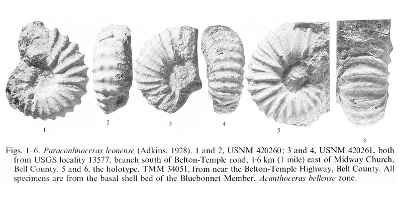 Specimens of <i>Paraconlinoceras leonense</i>. See original caption for additional details. Image modified from pl. 6, figs 1-6 in Kennedy and Cobban (1990a in <i>Palaeontology</i>), made available through Biodiversity Heritage Library via a CC BY-NC-SA 4.0 license.