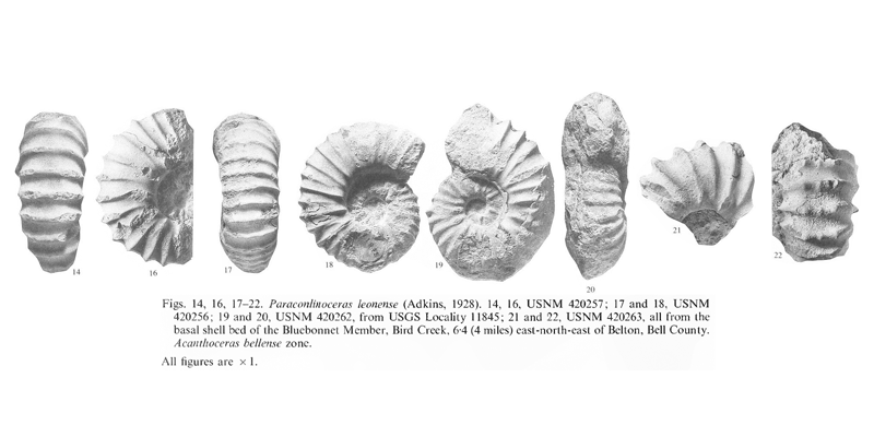 Specimens of <i>Paraconlinoceras leonense</i>. See original caption for additional details. Image modified from pl. 7, figs 14, 16, 17, and 22 in Kennedy and Cobban (1990a in <i>Palaeontology</i>), made available through Biodiversity Heritage Library via a CC BY-NC-SA 4.0 license.