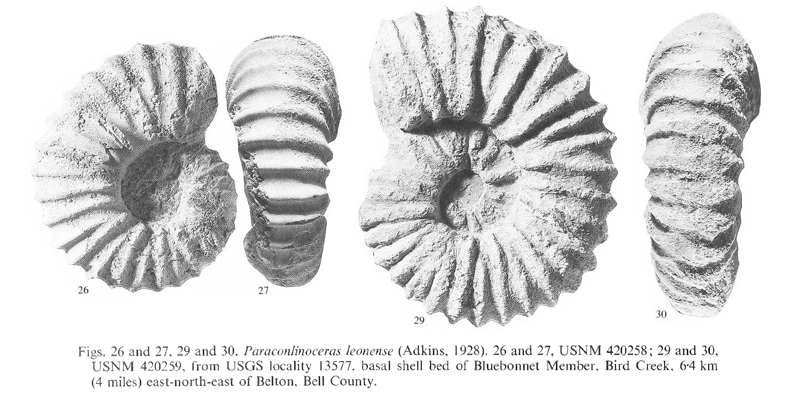 Specimens of <i>Paraconlinoceras leonense</i>. See original caption for additional details. Image modified from pl. 9, figs 26, 27, 29, and 30 in Kennedy and Cobban (1990a in <i>Palaeontology</i>), made available through Biodiversity Heritage Library via a CC BY-NC-SA 4.0 license.