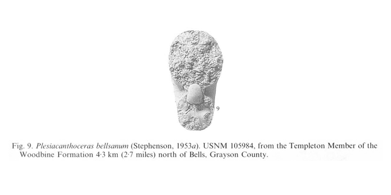 Specimen of <i>Plesiacanthoceras bellsanum</i>. See original caption for additional details. Image modified from pl. 12, fig 9 in Kennedy and Cobban (1990a in <i>Palaeontology</i>), made available through Biodiversity Heritage Library via a CC BY-NC-SA 4.0 license.