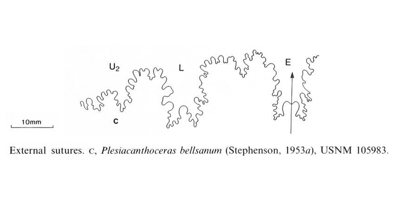 Suture pattern of <i>Plesiacanthoceras bellsanum</i>. See original caption for additional details. Image modified from text-fig. 23 in Kennedy and Cobban (1990a in <i>Palaeontology</i>), made available through Biodiversity Heritage Library via a CC BY-NC-SA 4.0 license.